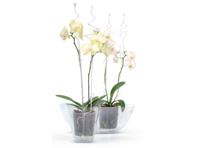 Tyč COUBI ISTC01, 60 cm, transparent, oporná, pre orchideu Tyč COUBI ISTC01, 60 cm, transparent, oporná, pre orchideu