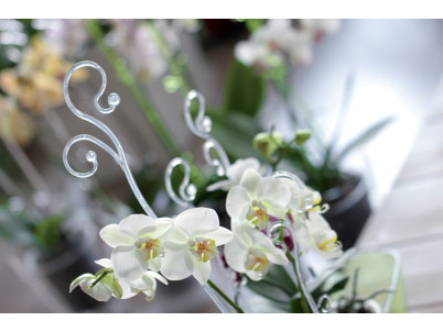 Tyč COUBI ISTC01, 60 cm, transparent, oporná, pre orchideu Tyč COUBI ISTC01, 60 cm, transparent, oporná, pre orchideu